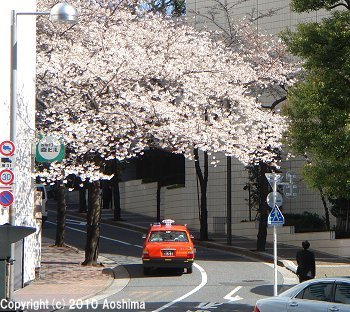 桜坂